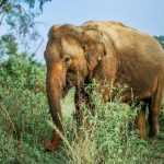 The most important questions to ask a travel agent