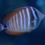 A deep dive into the effectiveness of flipped classrooms