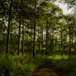 The case for outdoor education and forest schools