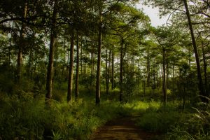 The case for outdoor education and forest schools